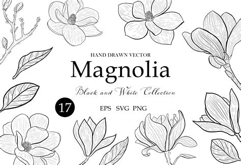Vector Magnolia Clipart