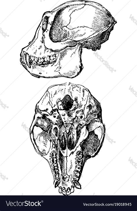Ape Skull Vintage Royalty Free Vector Image Vectorstock
