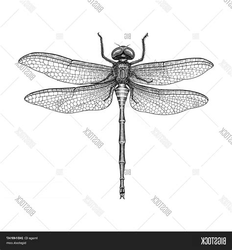 Dragonfly Vector Art At Collection Of Dragonfly