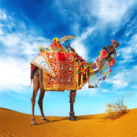 Download 23 camel decorate stock illustrations, vectors & clipart for free or amazingly low rates! indian camel decorated | photography | Pinterest | Camels