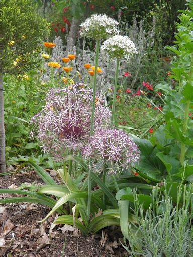 Les Alliums Bulbes Incontrournables Des Jardins Secs
