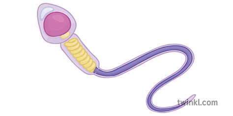Spermie Cell Anatomi Illustration Twinkl
