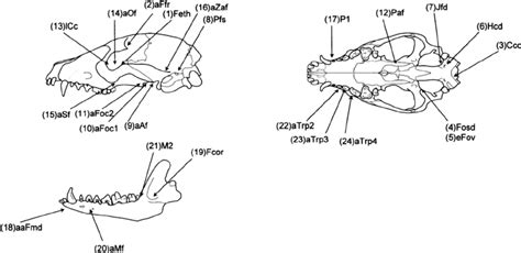 Position Of 24 Non Metric Characters In The Raccoon Dog Skull