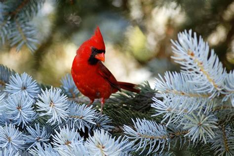 Northern Cardinal By Jay On Deviantart Northern