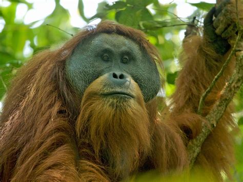 Semua halaman dengan kata orang atasan. Endangered orangutans 'doomed to extinction' as Chinese ...
