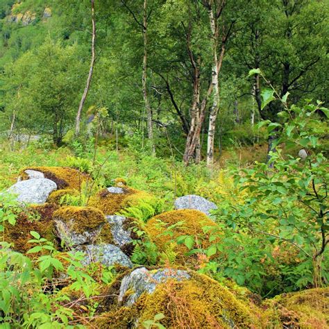 Green Forest Norway Norwegian Landscape Stock Photo Image Of