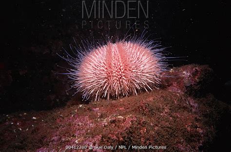European Edible Sea Urchin Stock Photo Minden Pictures
