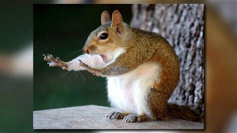 Brandon Womans Hilarious Squirrel Photo A Top Pick In Natgeos