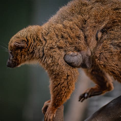 Adorable Red Bellied Lemur Duo Born At The Zoo Chester Zoo