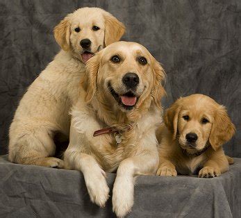 Golden retrievers are extremely affectionate, friendly and social. Buying or Adopting a Golden Retriever