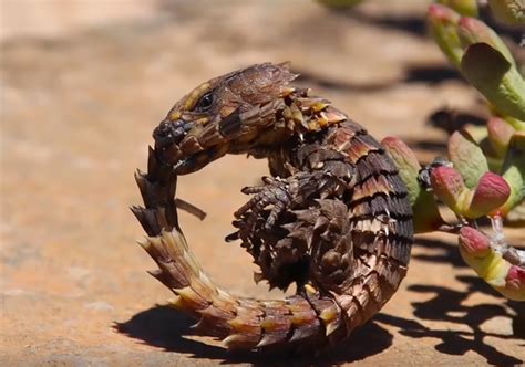 Why Do Armadillo Lizards Bite Their Tail 5 Facts You Should Know