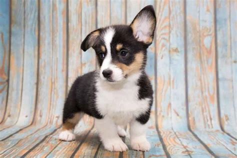 Teacup Corgi Why Is It So Small And Cute
