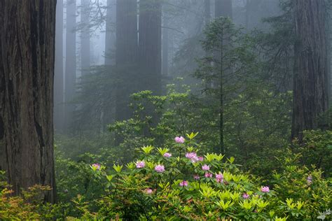 Enchanted Forest Del Norte Coast Redwoods State Park California