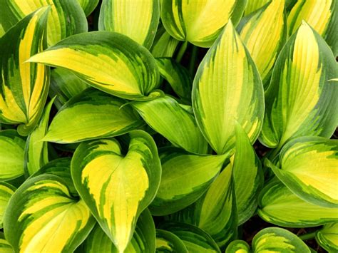 Different Colored Hostas Plants Leaf Color Changes Depending On How