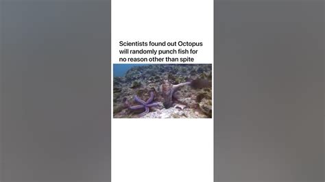 Scientists Found Out Octopus Will Randomly Punch Fish For No Reason
