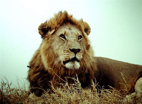 One Of Worlds Oldest Wild Lions Killed In Kenya