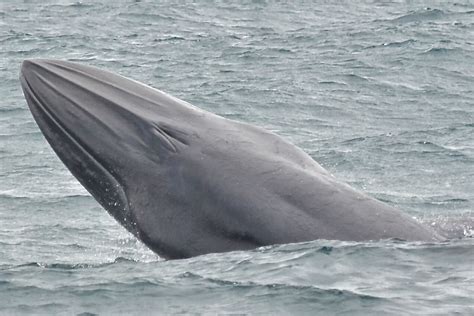 Brydes Whale Balaenoptera Brydei Image Only