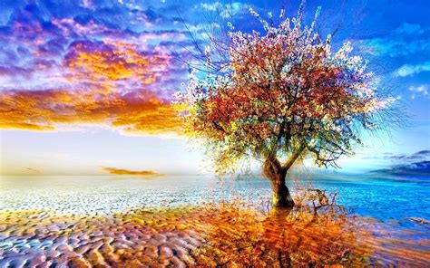 Beautiful Tree Wallpaper 64 Pictures
