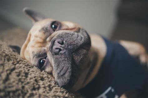 The Complete Guide On How To Treat Cherry Eye In French Bulldogs
