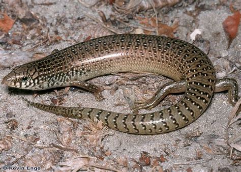 Florida Lizards Discover Herpetology