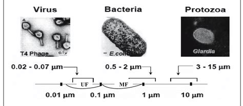 Comparison Of Micro Organisms Sizes With Mf And Uf Membrane Pore Size