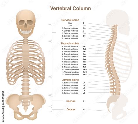 Vecteur Stock Skeleton With Spine Thorax Pelvic Bone And Skull