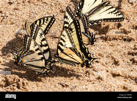 Some Thirsty Canadian Tiger Swallowtail Butterflies Drinking Water From
