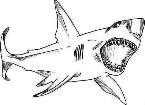 Coloriage Requin Blanc Imprimer Images And Photos Finder