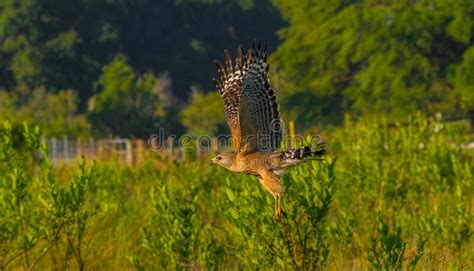 Wild Red Shouldered Hawk Buteo Lineatus Flying Low Over Meadow