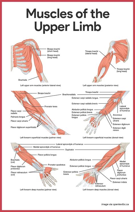 Want to learn more about it? Muscular System Anatomy and Physiology - Nurseslabs
