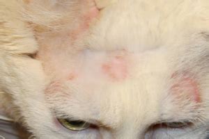 You should work closely with your vet to. Is It Possible to Stop Hair Loss in Cat? | All about cats