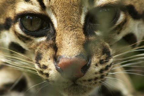 Ocelot Photo By Cristina Monge National Geographic Your Shot