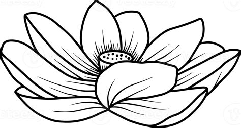 Hand Drawn Flower Sketch Line Art Illustration 10863334 Png