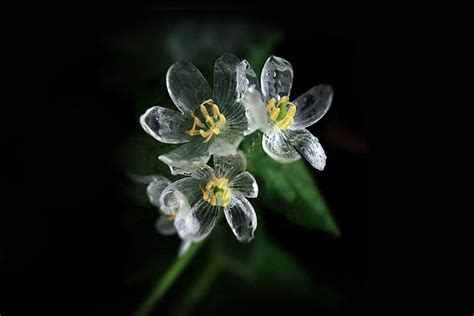 Skeleton Flowers Turn Translucent When It Rains The Garden Magazine