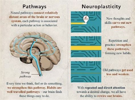Pin By 𝕬𝖓𝖓𝖒𝖆𝖗𝖎𝖊 On B R A I N Neuroplasticity Solution Focused