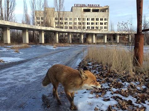 Wildlife In Chernobyl 17 Pics