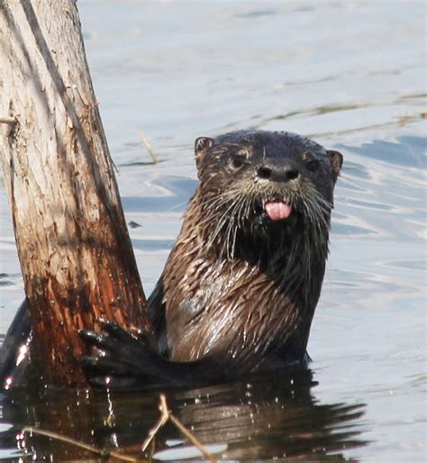A river otter, the species of otter that is native to the potomac river. Northern River Otter | Project Noah