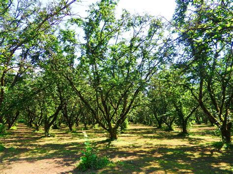 Hazelnut Orchard SAMSUNG DIGITAL CAMERA Jennifer C Flickr