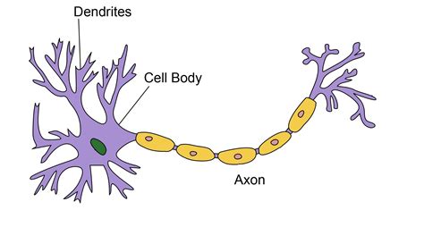 Human Brain May Be 100 Times More Powerful Than Previously