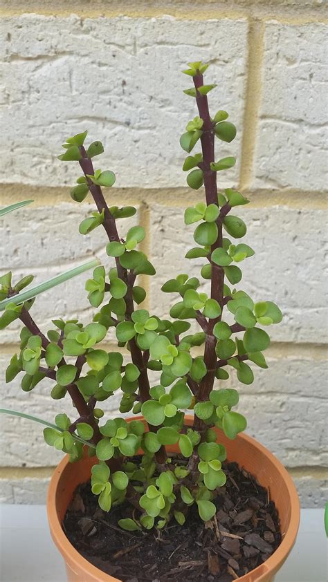 The pests and problems common to the plant group are minimal and usually easy to surmount. hey reddit what's this plant called? #gardening #garden # ...