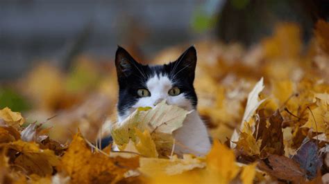 10 Common Problems Cats Face In Autumn Animal Friends