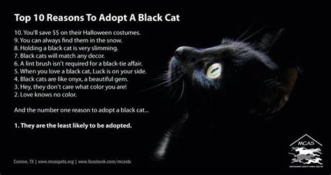 Top 10 Reasons To Adopt Black Cats I Love Black Cats Pinterest
