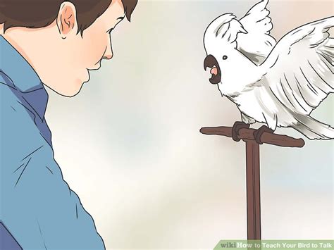 How To Teach Your Bird To Talk 11 Steps With Pictures Wikihow