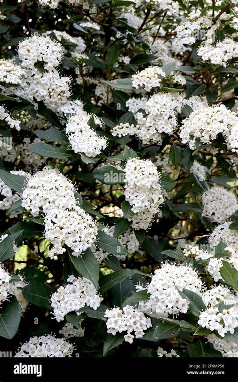 Viburnum Tinus ‘french White Laurustinus French White Clusters Of