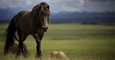 Animal Horse Hd Wallpaper