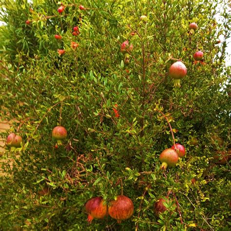 Ornamental Pomegranate Tree By Valerie Chesney · 365 Project