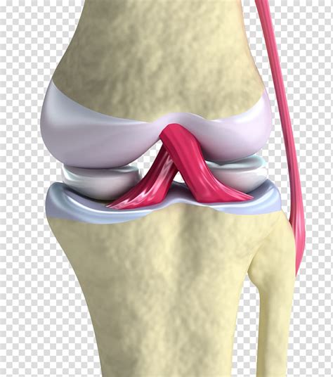 Anterior Cruciate Ligament Knee Joint Cartilage Transparent Background