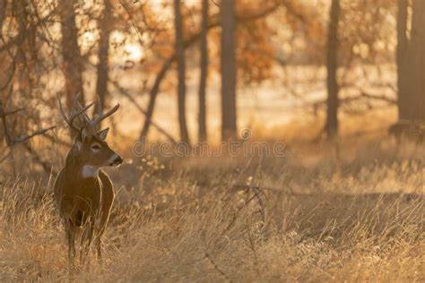 Whitetail Deer Buck In Autumn Stock Image Image Of Wildlife Buck