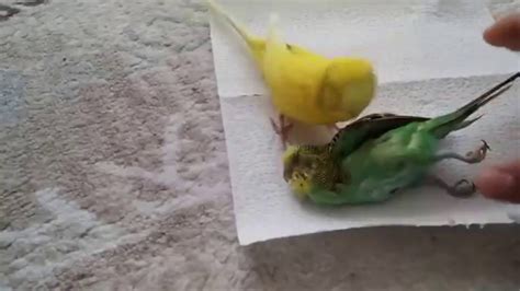 How Parrots React On Partner Death Youtube