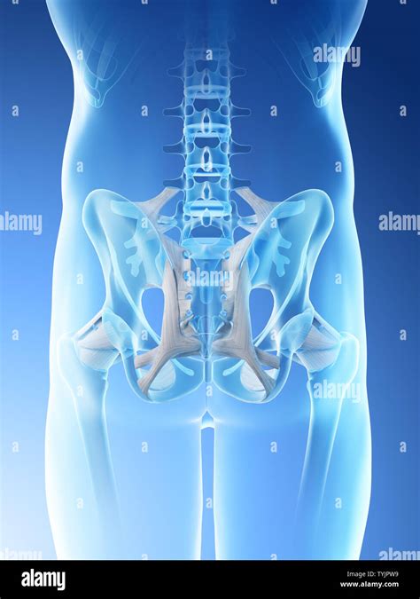3d Rendered Illustration Of A Mans Skeletal Hip Stock Photo Alamy